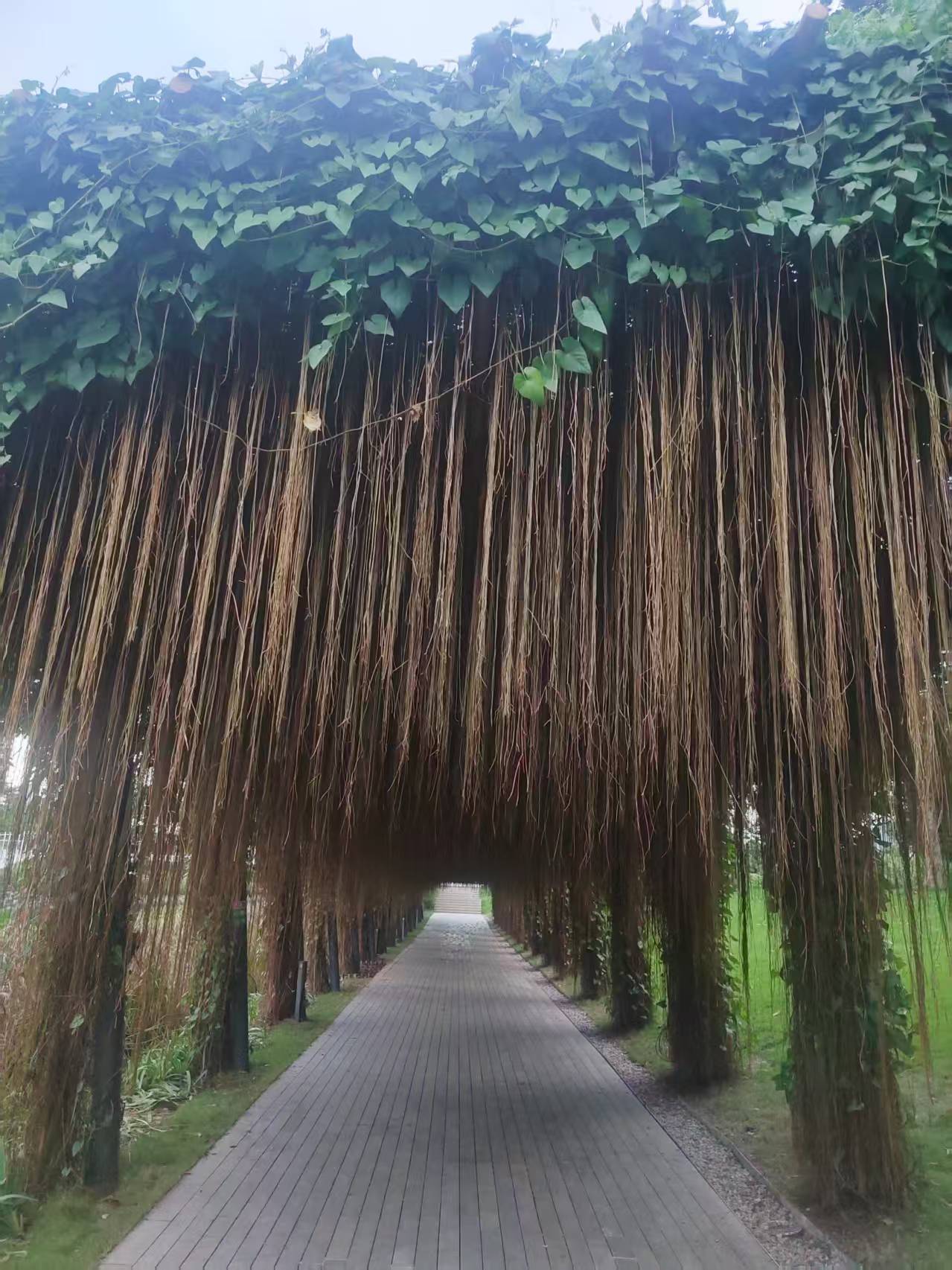 刊首语：根脉永续，枝叶向阳 ——家族传承是一棵树穿越时光的生长